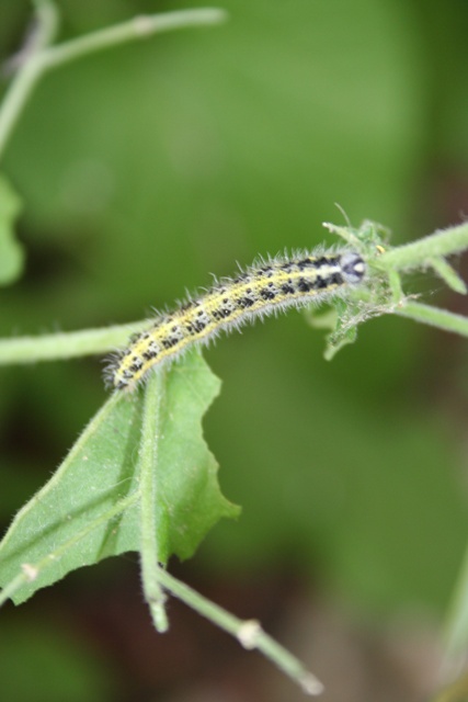 Caterpillar of the Large White